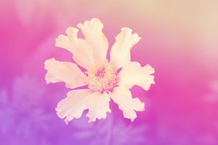 Marigold soft blur background.の写真素材