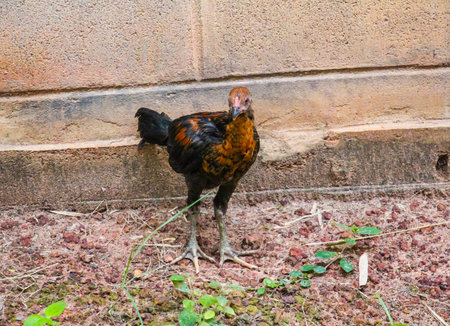 Chicken at countryside in Thailand.