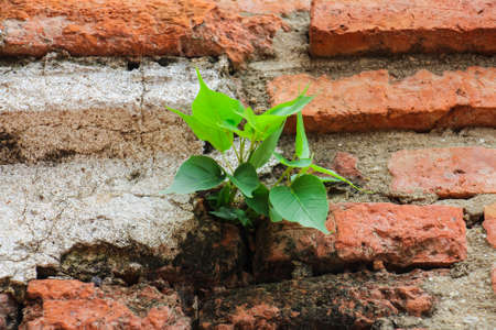 Plant on the old walls.の写真素材