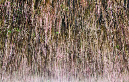 Plant roots.の写真素材