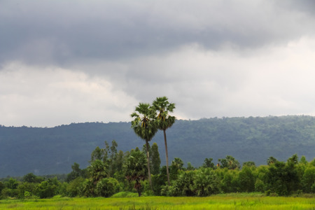 Cornfield and Sugar palm at Prachinburi Province,Thailand.の写真素材