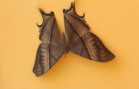 Butterfly on the wall.の写真素材