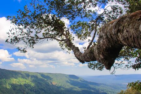 Landscape of Khao Yai National Park in Thailand.の写真素材