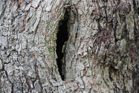 Background of tree.の写真素材