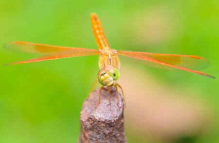 Dragonfly in the garden.の写真素材