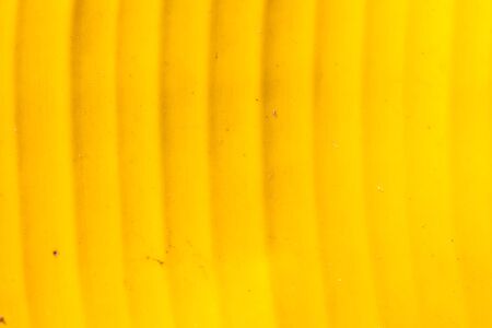 Banana leaf in the garden.の写真素材