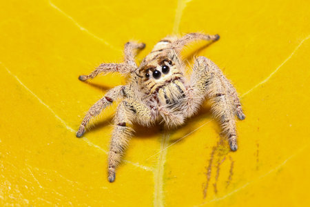 Jumping spider in the garden.の写真素材