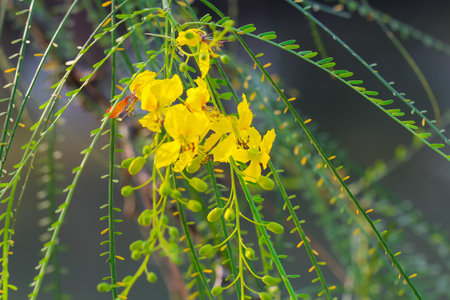 Yellow flowers in the garden.の写真素材