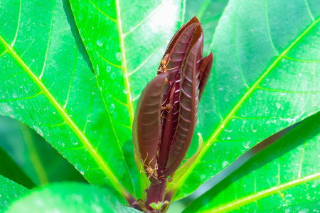 Yong red leaf and red ants in the garden.