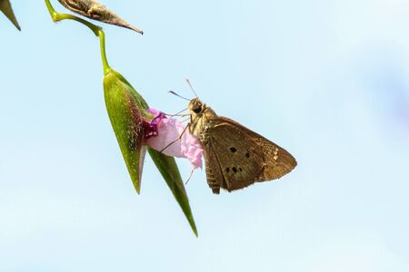 Butterfly and flower in the garden.の写真素材
