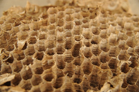 Beehiveの写真素材