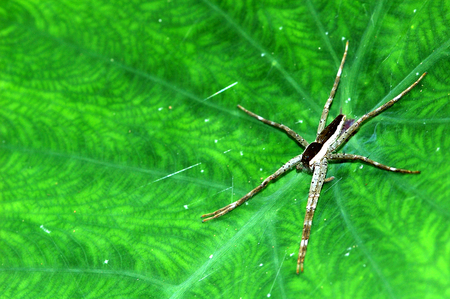 wolf spider on the leafの写真素材