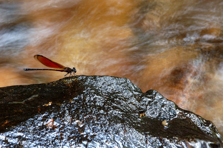 Dragonfly wings on the Stone の写真素材