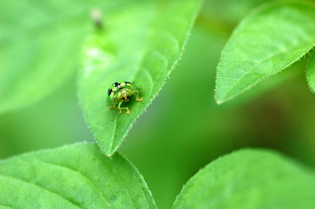Ladybug on leaf