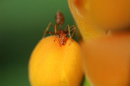 ants on flowerの写真素材