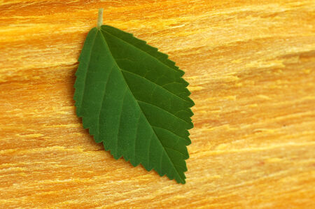 green leaf on yellow barkの写真素材