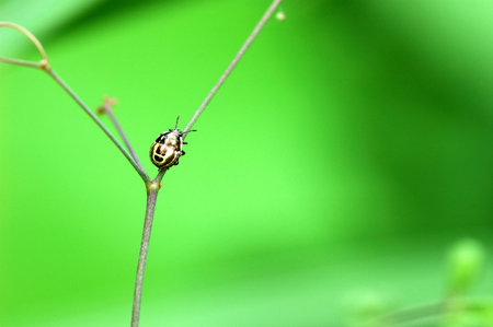 lady bug on green background