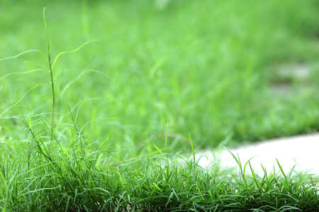 spring grass の写真素材