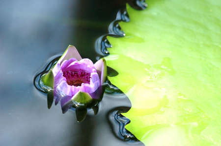 lotus flower under waterの写真素材