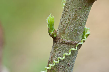 put forth leave-budsの写真素材