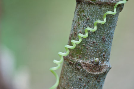 spiraling tendril from Ivy Gourdの写真素材
