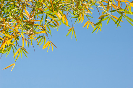 yellow bamboo leaf on blue skyの写真素材
