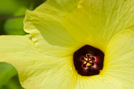 Close up of yellow flower ; purple pollenの写真素材