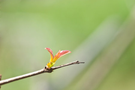 put forth leave-buds