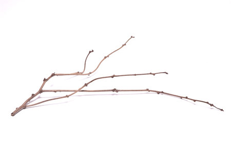 dry branch on white background