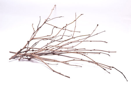 dry branch on white background