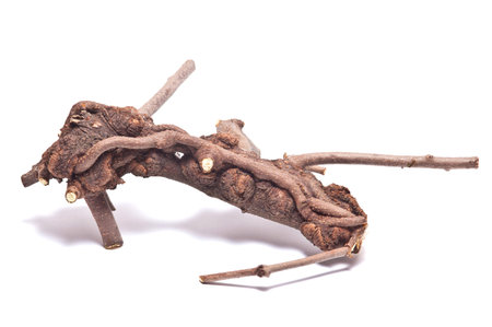 dry branch on white background