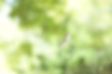 Defocused natural green backgroundの写真素材