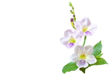 Purple Flower Isolated on White Backgroundの写真素材