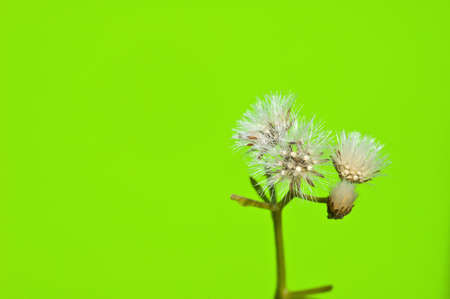 close up of fluffy grass flower seedsの写真素材