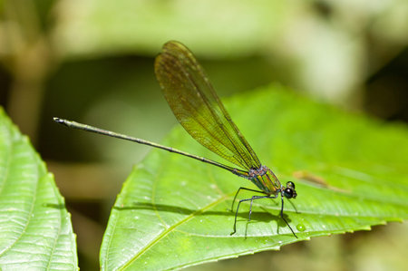 green dragonfly on leafの写真素材