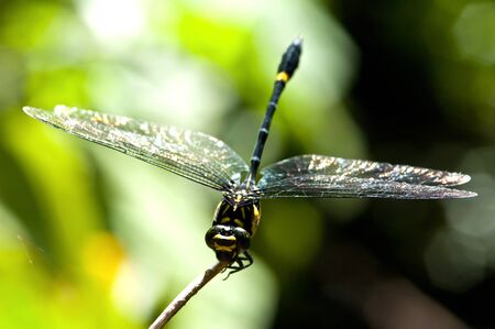 black dragonflyの写真素材