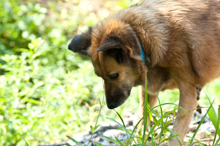 brown thai dog interesting somethingの写真素材