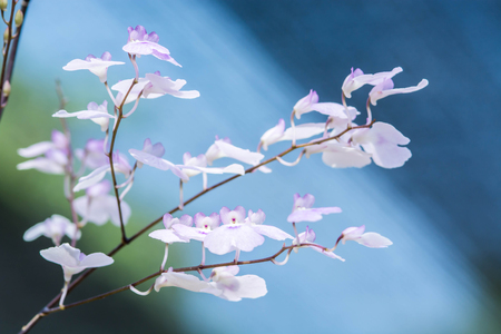 orchid flowersの写真素材