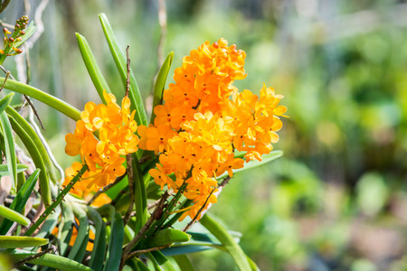 orchid flowersの写真素材