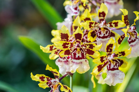oncidium orchid flowers or dancing lady orchidの写真素材