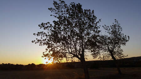 A beautiful sunset and an olive treeの写真素材