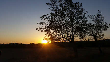 A beautiful sunset and an olive treeの写真素材