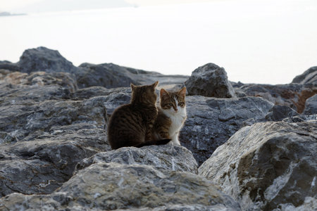 Two cute and beautiful kittens on rocksの写真素材
