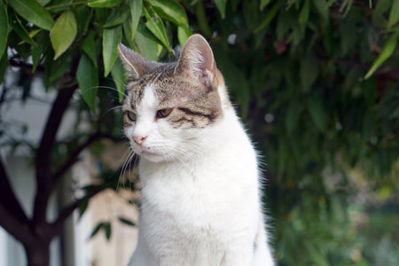 Stray Cat Among the Grass in Summerの写真素材