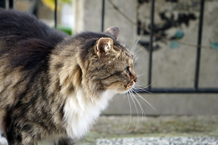 Beautiful stray cat looking from the sideの写真素材