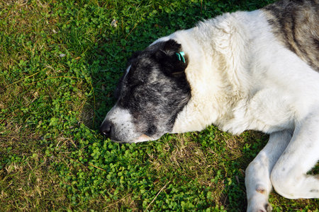 The big dog lying on the grass