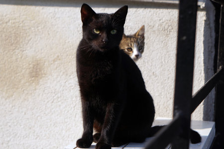 Tough-eyed cat standing in front of the wallの写真素材