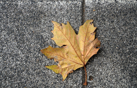 Dry leaf falling on the pavement. Autumn seasonの写真素材