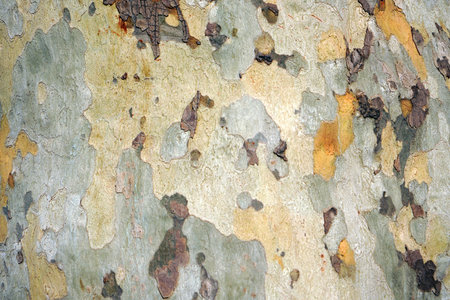Wooden texture, Wood texture for design and decoration.の写真素材