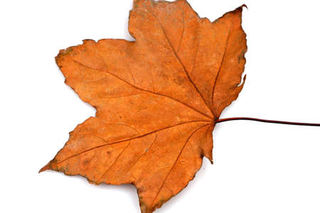 Beautiful autumn leaf on white background. fall foliageの写真素材